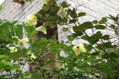 Bauhinia tomentosa